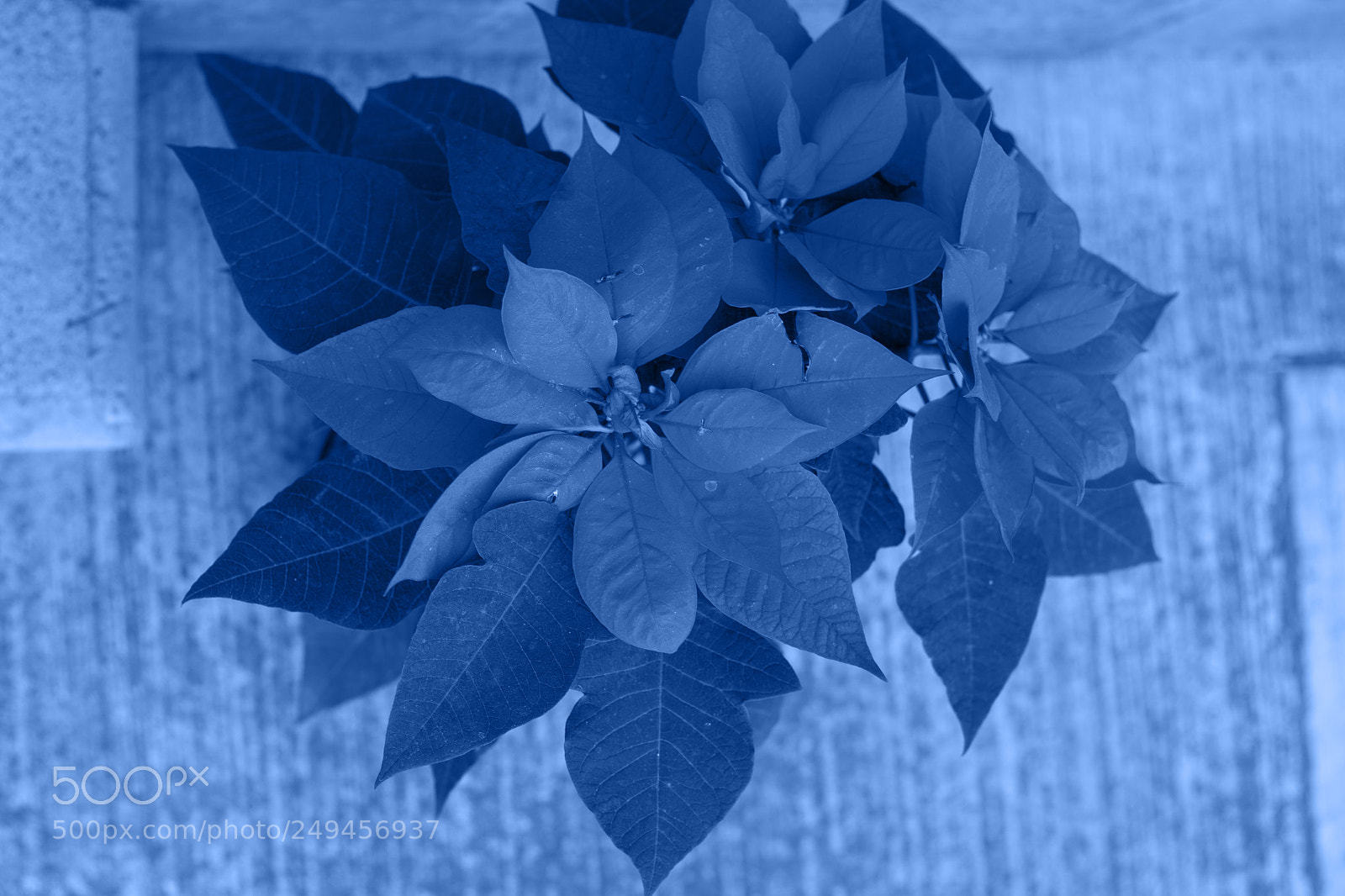 Canon EOS 70D sample photo. Img photography
