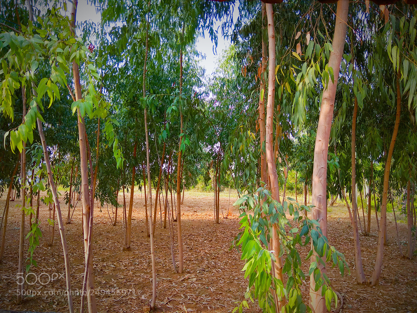 Xiaomi Redmi Note 4 sample photo. Eucalyptus trees photography