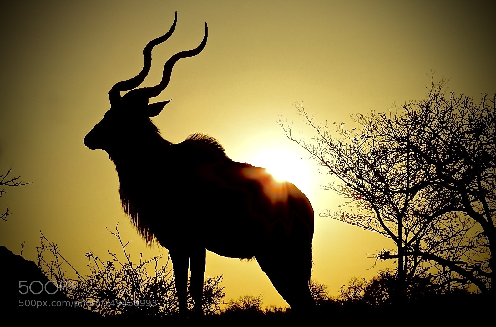 Nikon Coolpix P900 sample photo. Kudu, kruger, south africa photography