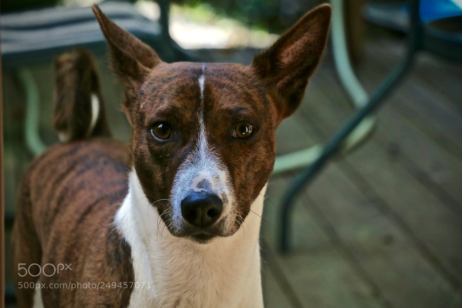 Canon EOS 80D sample photo. Kekoa the basenji photography