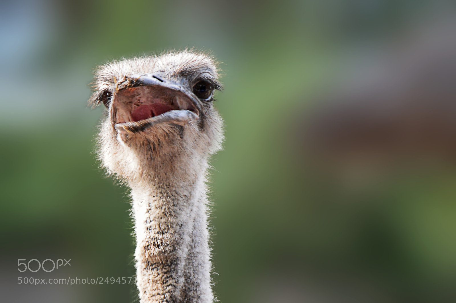 Nikon D3200 sample photo. Portrait of the ostrich photography