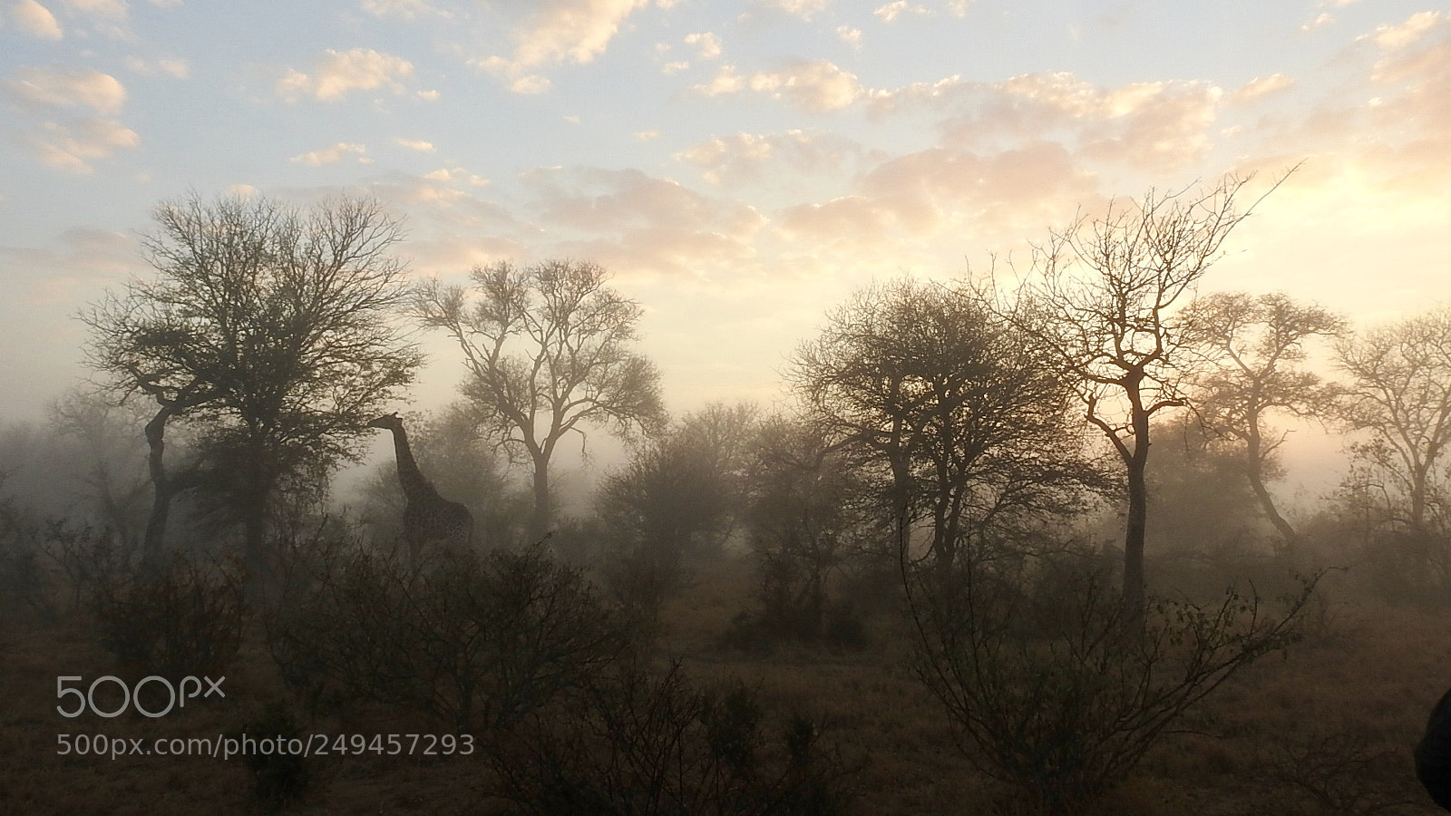 Nikon Coolpix P900 sample photo. Giraffe at sunrise photography