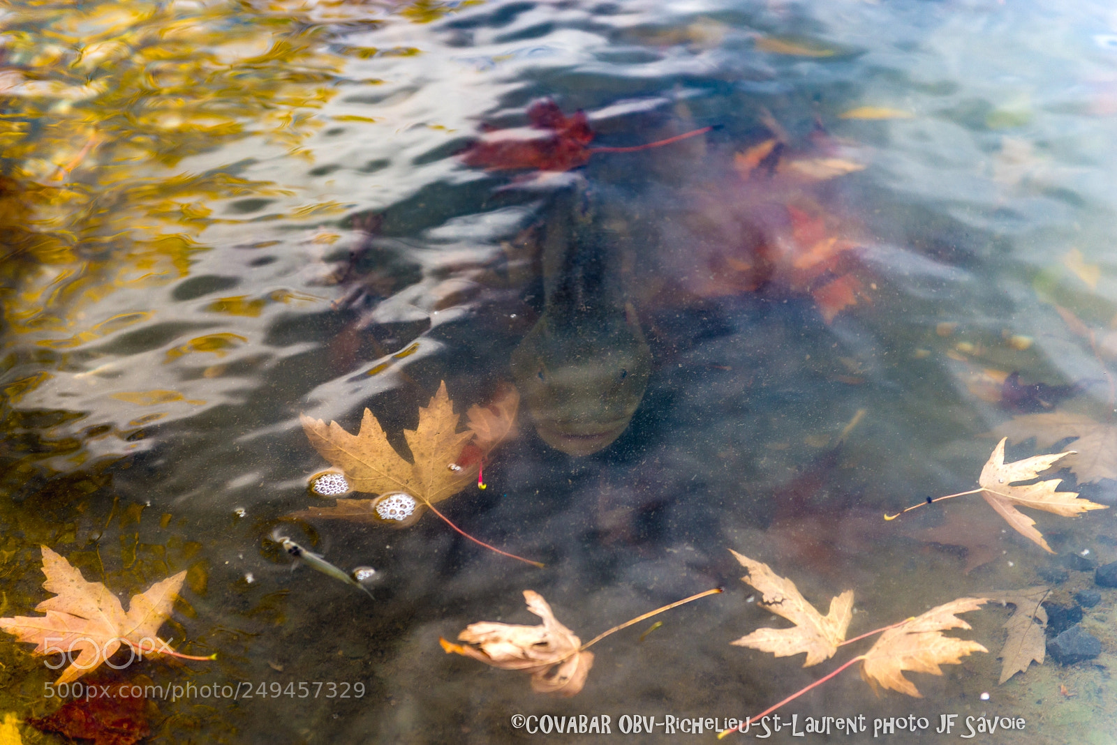 Nikon D610 sample photo. Fish saying thanks photography