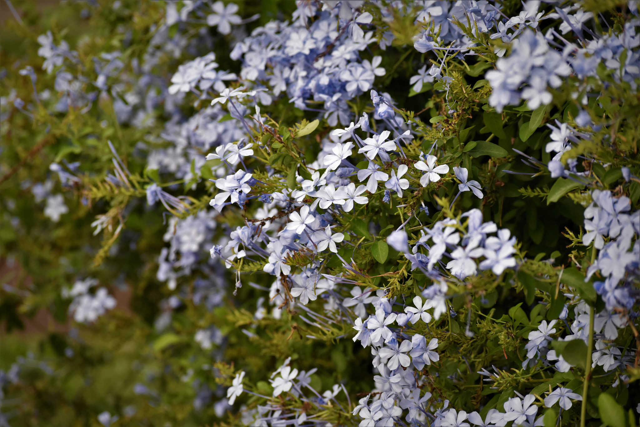 Nikon D5500 sample photo. Purple flowers photography