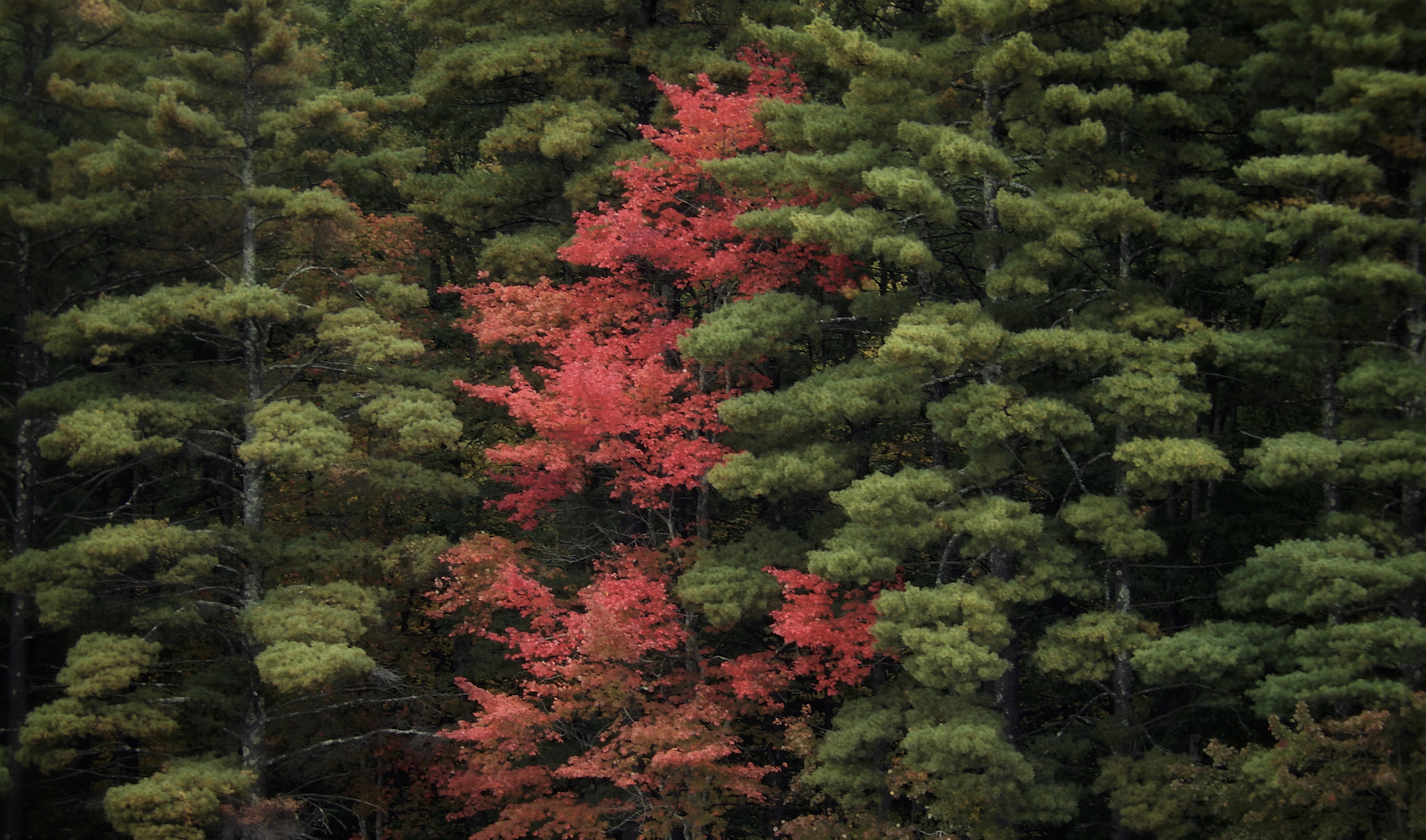 Nikon COOLPIX S9600 sample photo. Maple among pines photography