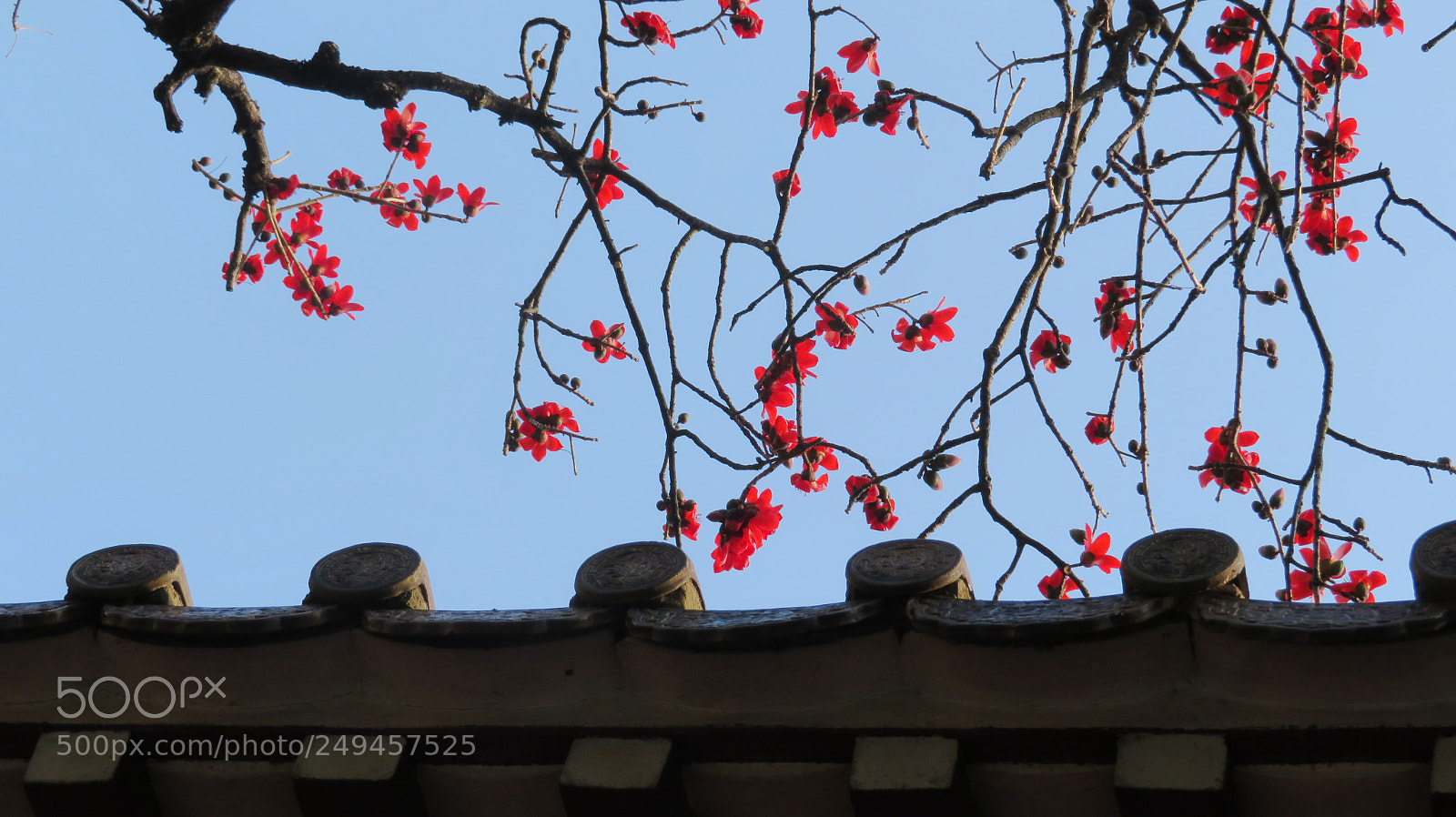 Canon PowerShot SX720 HS sample photo. 春满羊城 photography