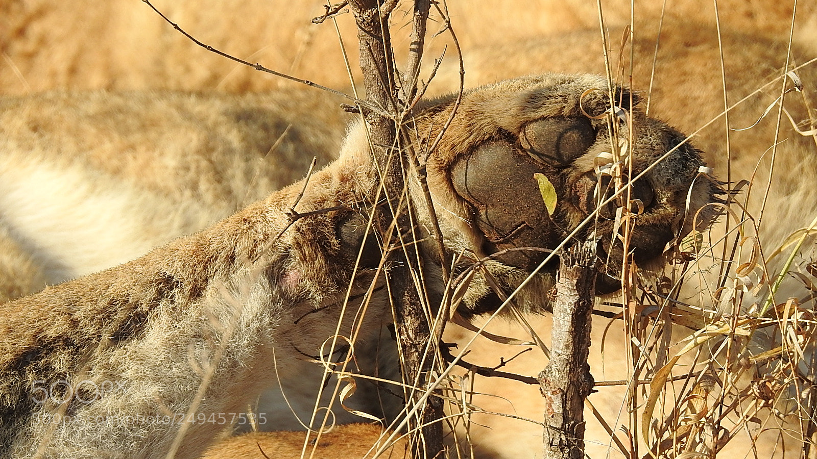 Nikon Coolpix P900 sample photo. Lion paw photography