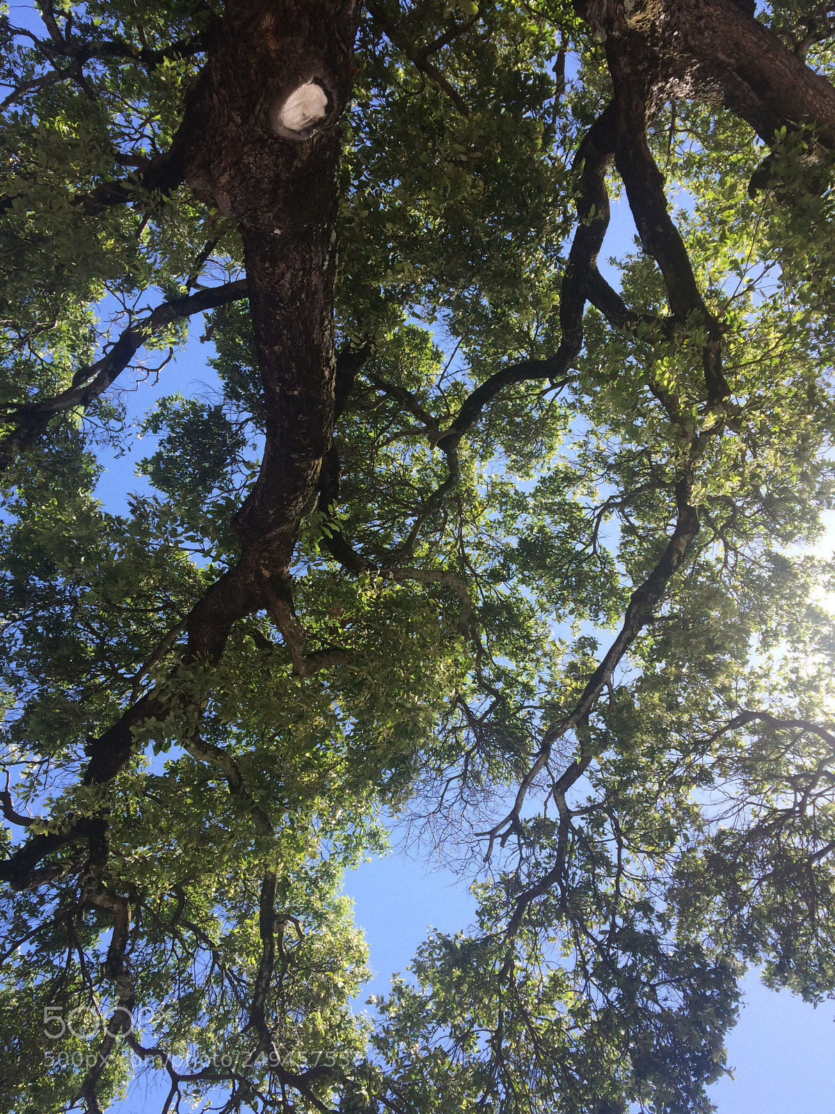 Apple iPhone 5s sample photo. Untitled photography