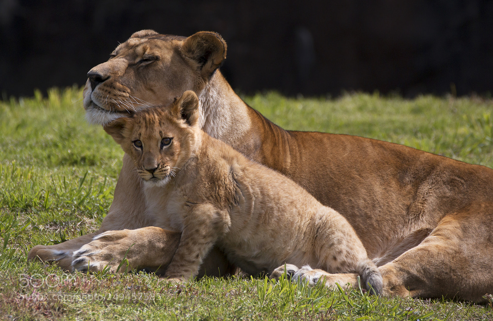 Canon EOS 70D sample photo. Zola and her son photography