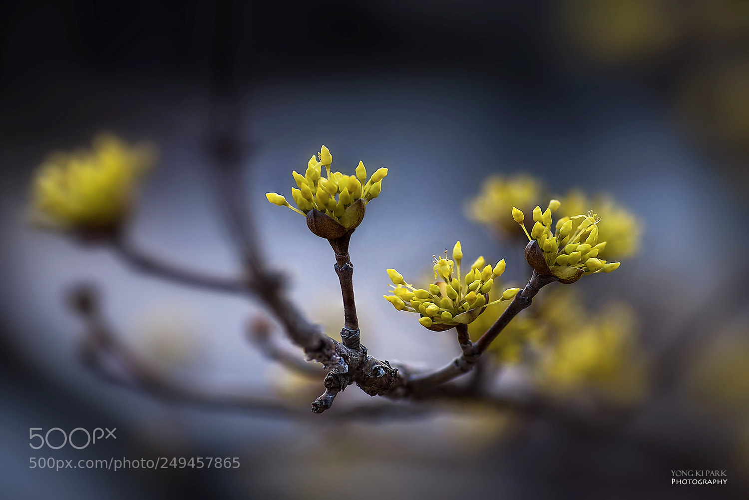 Pentax K-1 sample photo. Spring, spring, spring - 1 photography