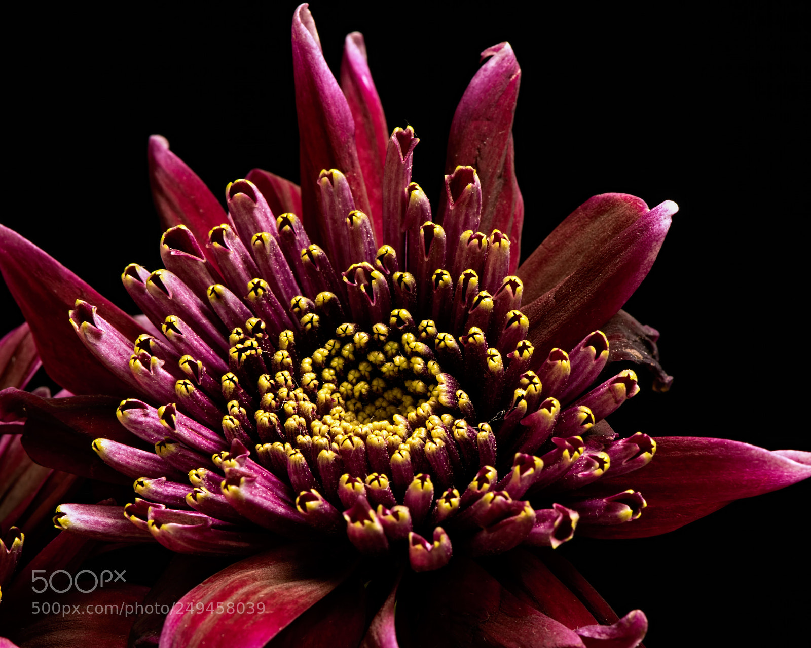 Nikon D810 sample photo. Purple mum 1120 photography