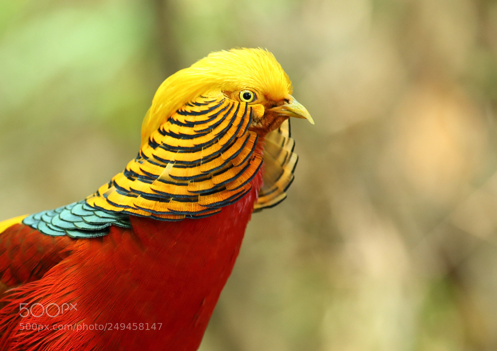 Canon EOS-1D X sample photo. キンケイ金鶏 golden pheasant photography