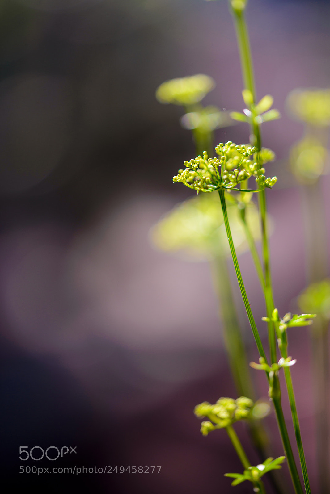 Nikon D610 sample photo. Colorful morning photography