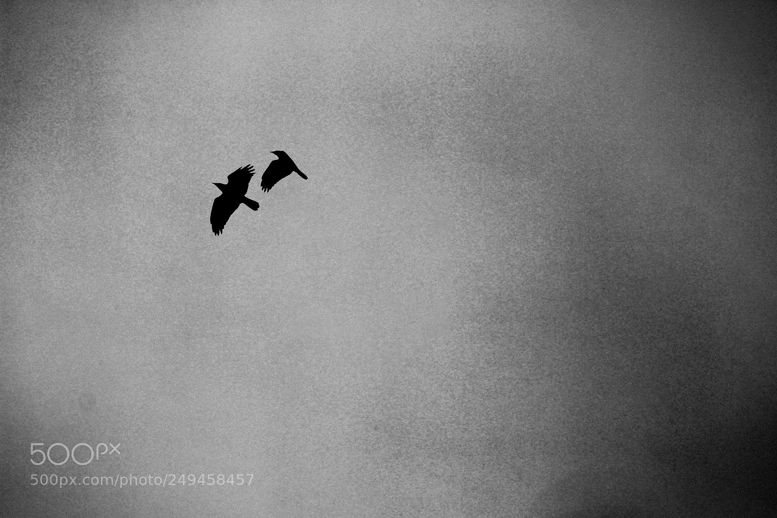 Canon EOS 600D (Rebel EOS T3i / EOS Kiss X5) sample photo. Crows photography