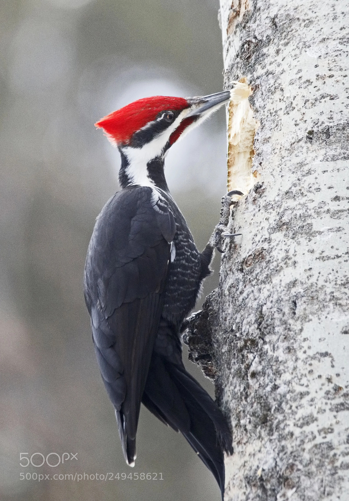 Canon EOS 7D Mark II sample photo. Pileated woodpecker photography
