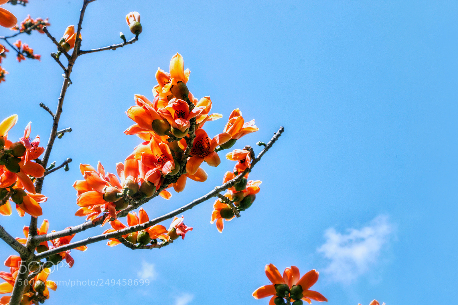 Canon EOS 70D sample photo. 木棉春 photography