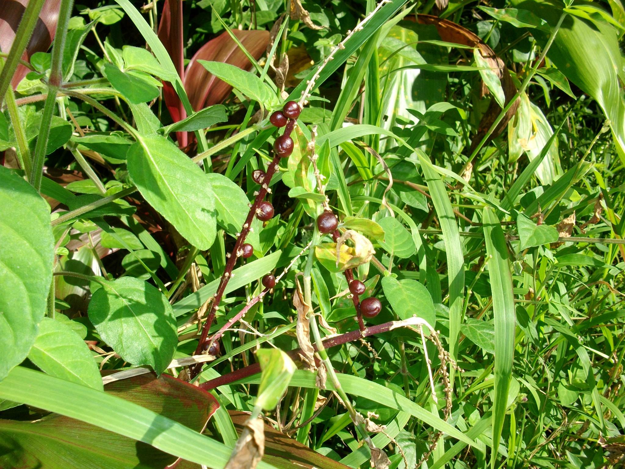 SANYO S1275 sample photo. Sanyo digital camera photography