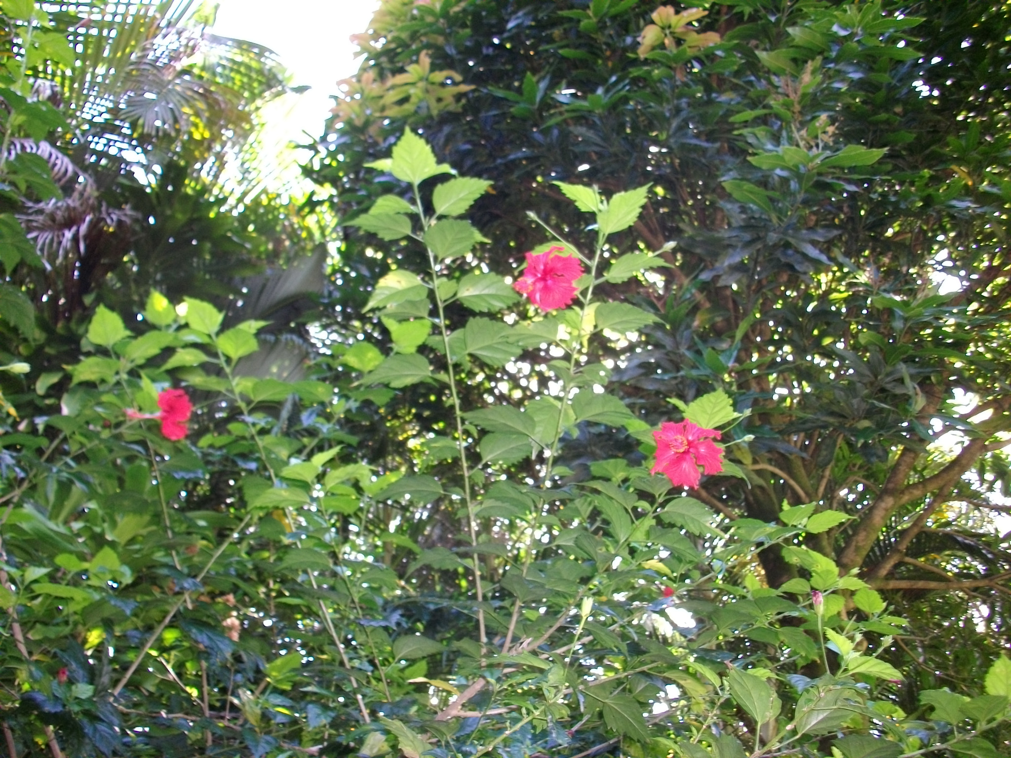 SANYO S1275 sample photo. Sanyo digital camera photography