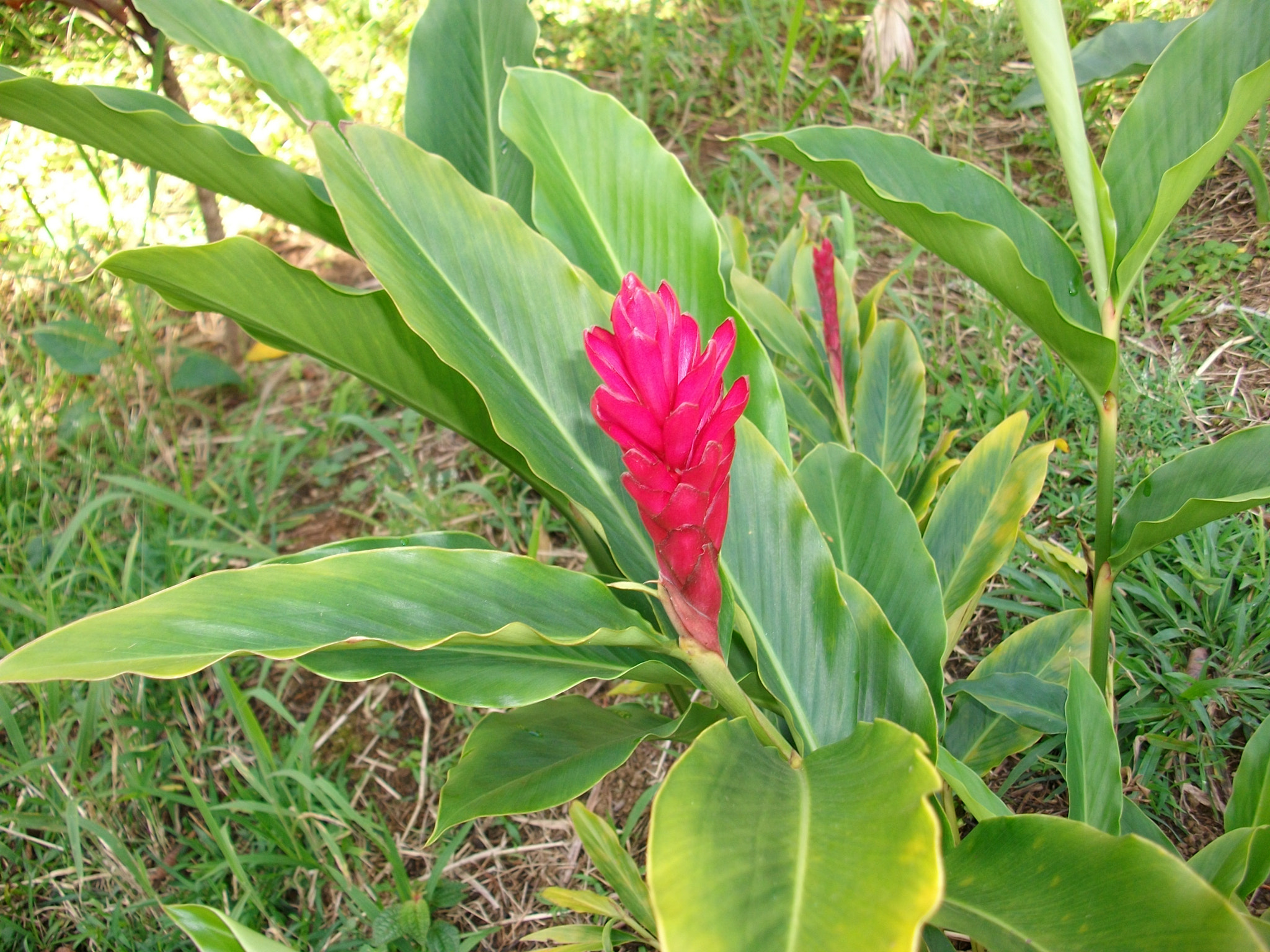SANYO S1275 sample photo. Sanyo digital camera photography
