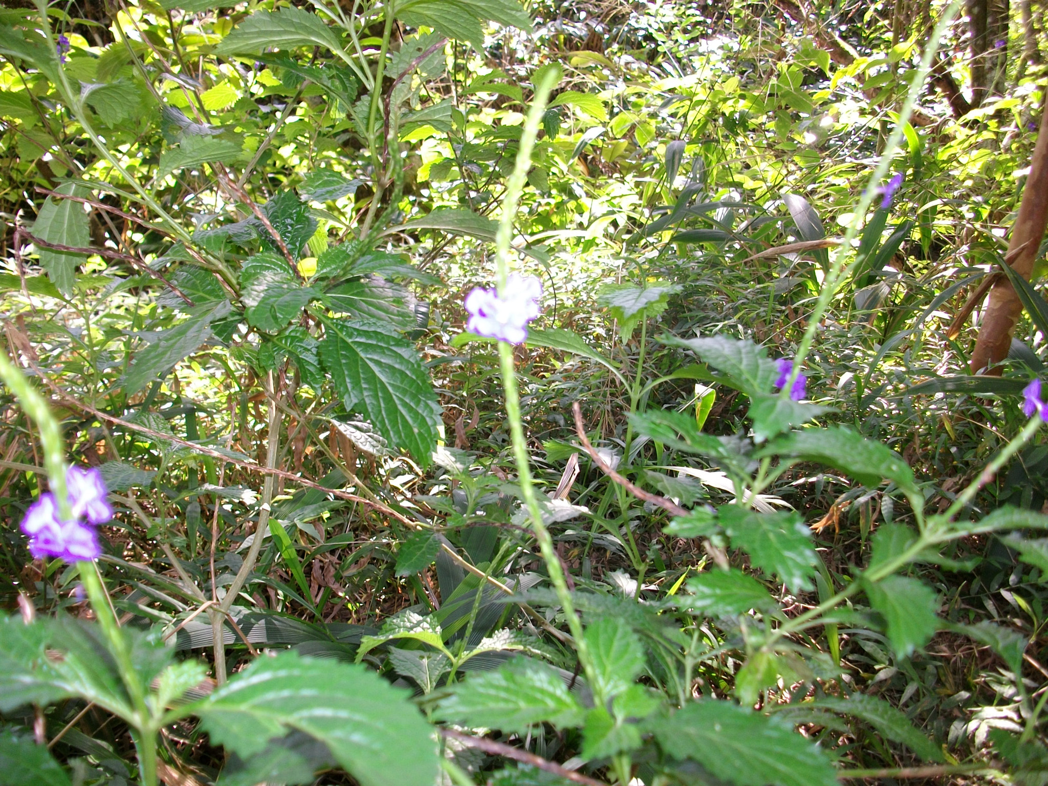 SANYO S1275 sample photo. Sanyo digital camera photography