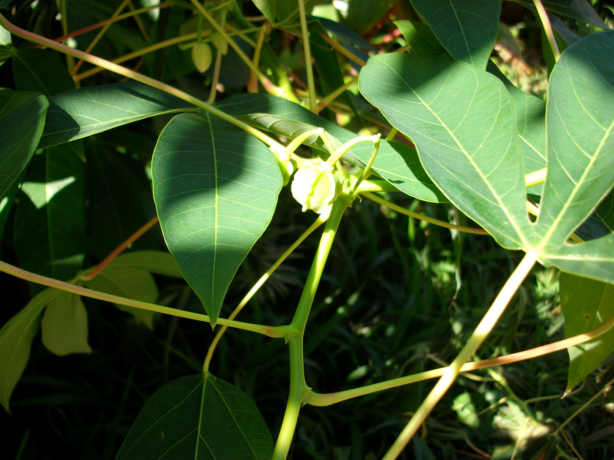 SANYO S1275 sample photo. Sanyo digital camera photography