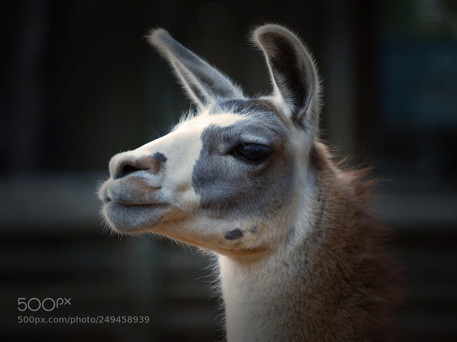 Olympus OM-D E-M1 sample photo. Lovely llama photography