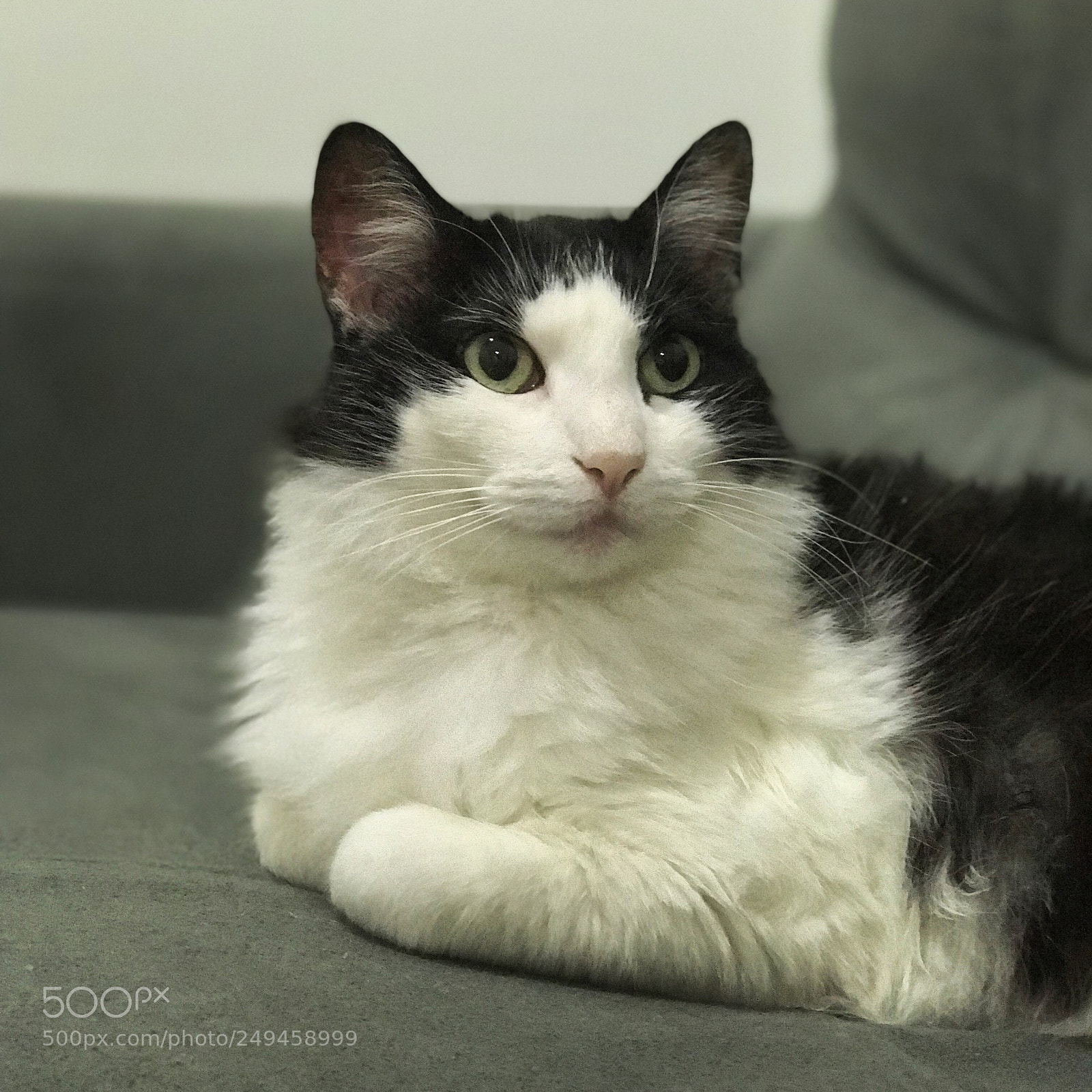 Apple iPhone 7 Plus sample photo. Cat photography