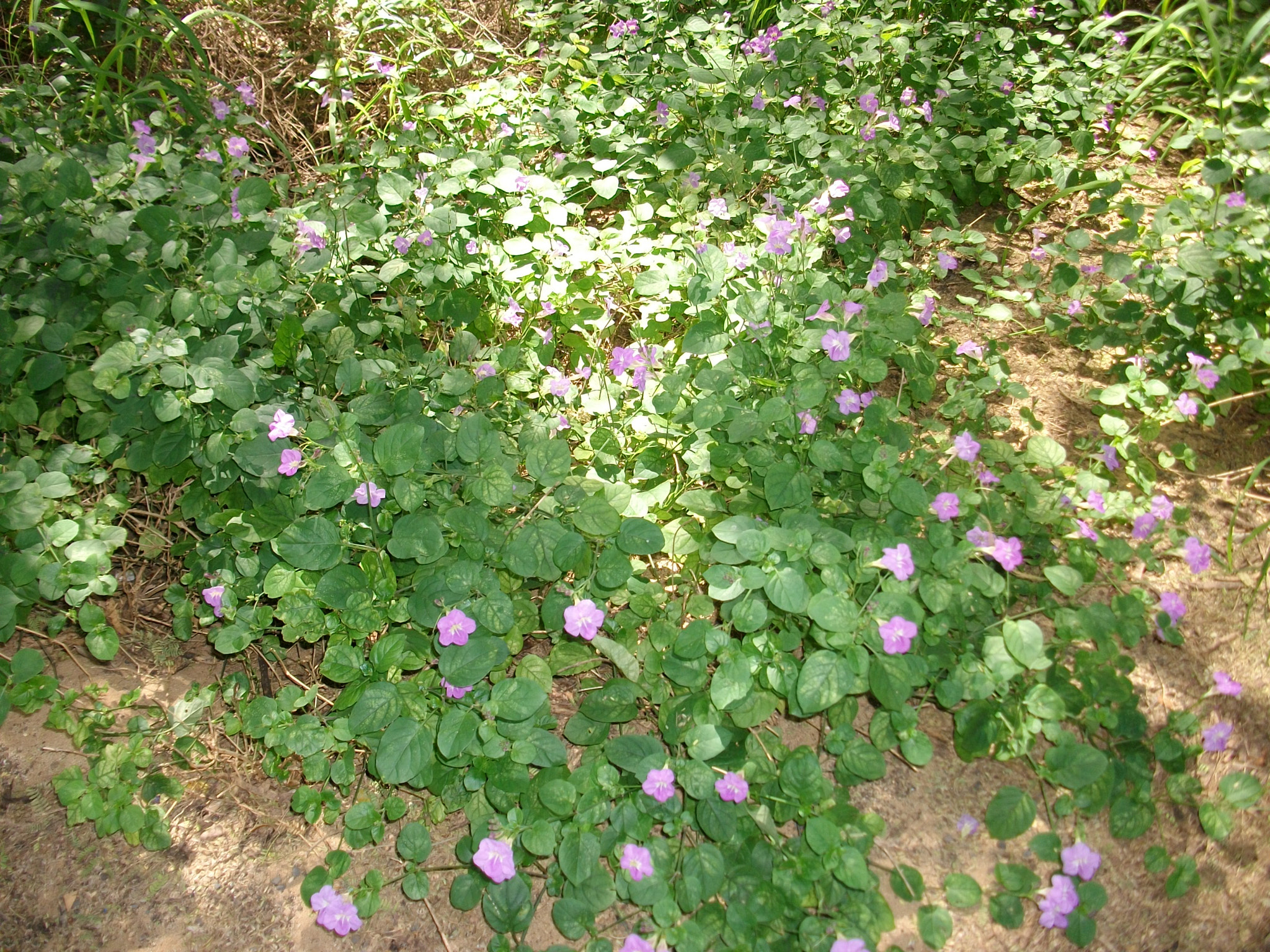 SANYO S1275 sample photo. Sanyo digital camera photography
