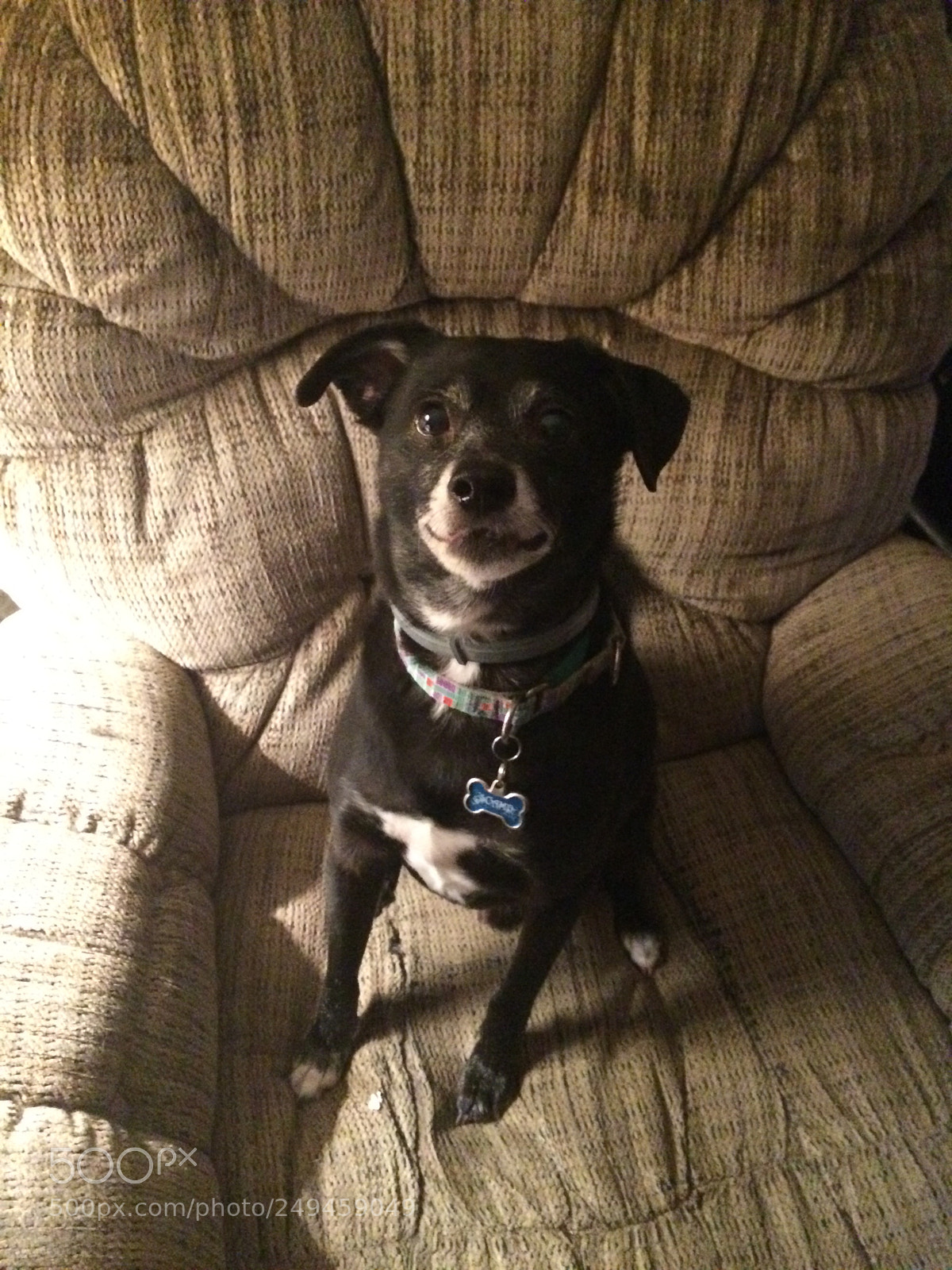 Apple iPhone 5s sample photo. A dog waiting for photography