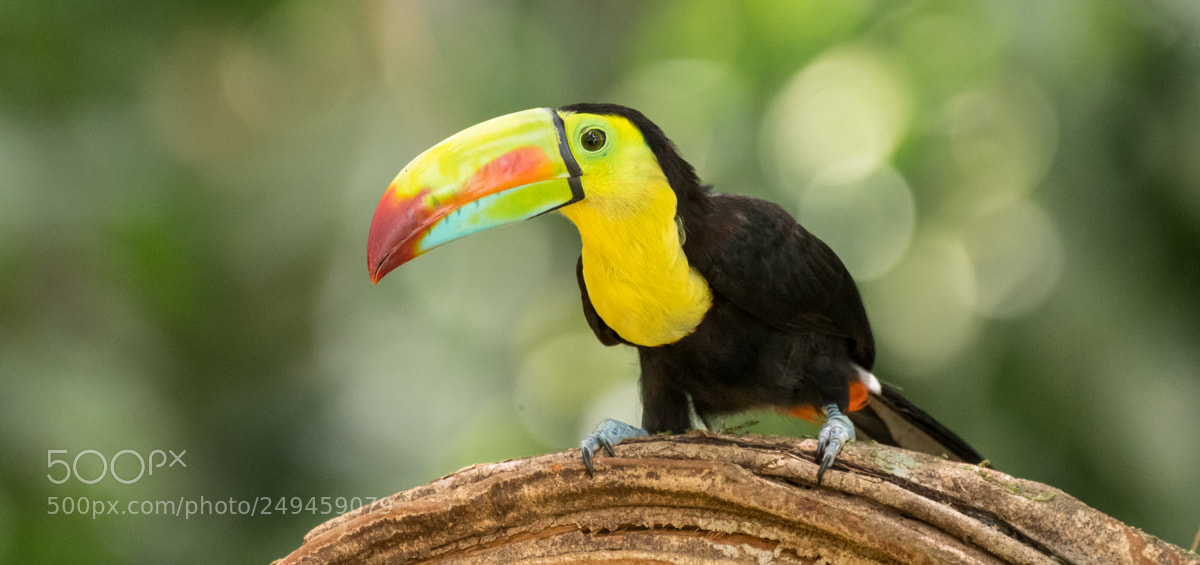 Nikon D500 sample photo. Keel-billed toucan photography
