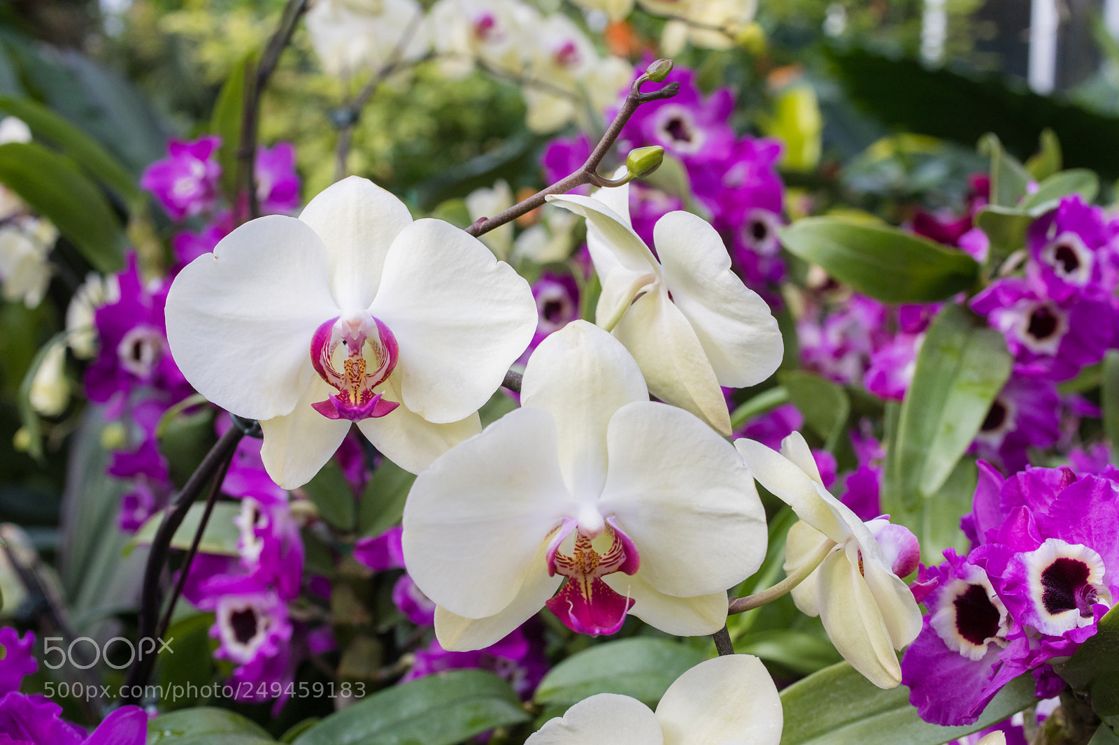 Canon EOS 5D Mark IV sample photo. Untitled photography