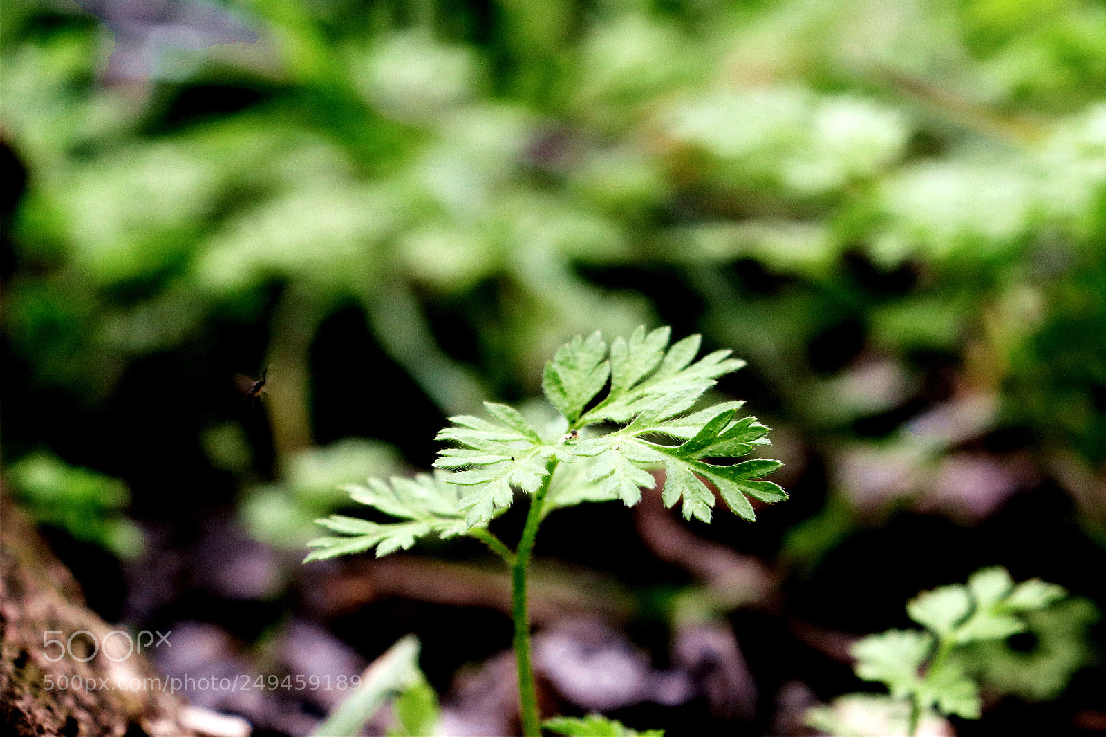 Canon EOS 800D (EOS Rebel T7i / EOS Kiss X9i) sample photo. Untitled photography