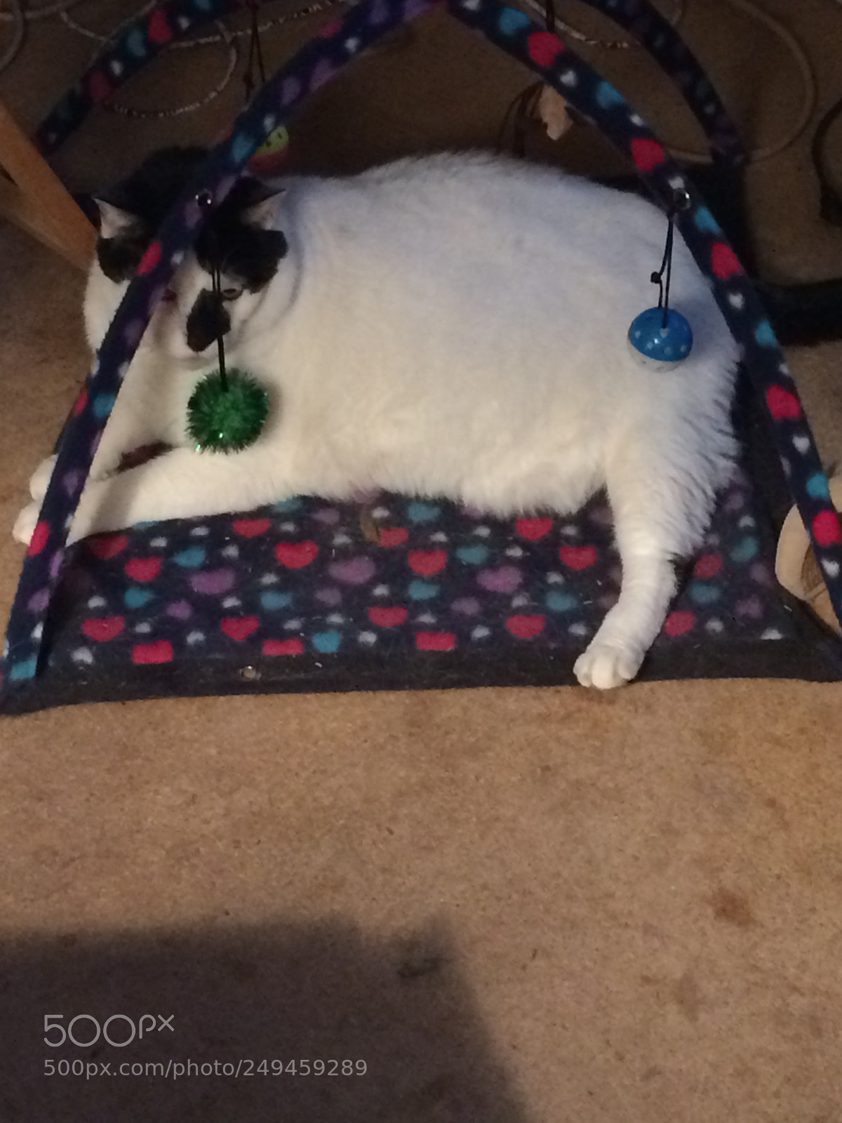 Apple iPhone 5s sample photo. Fat cat starting at photography