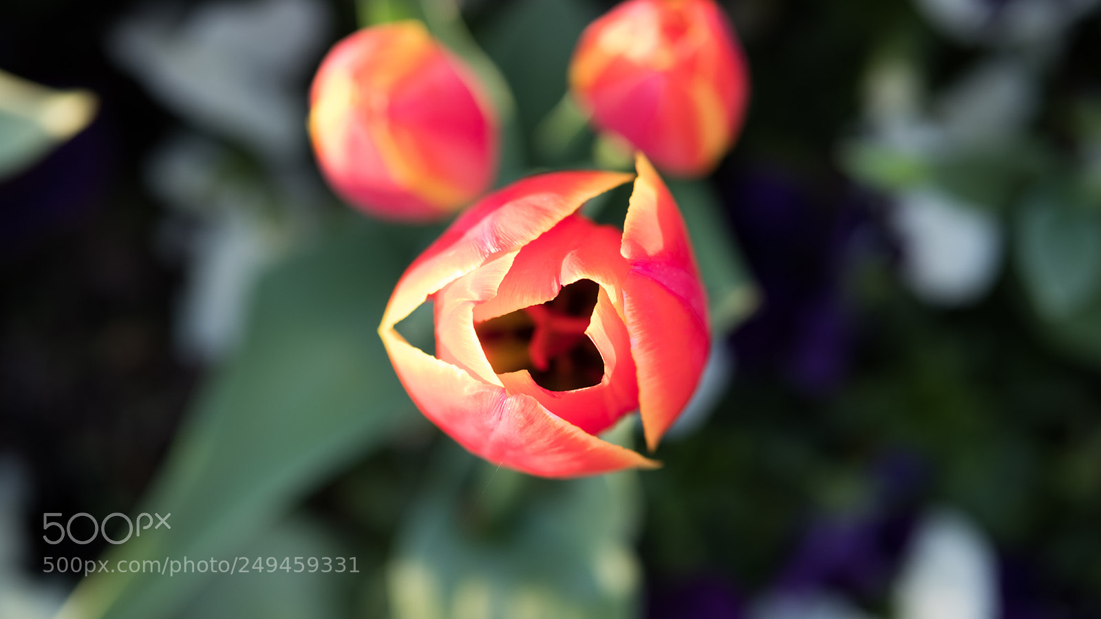 Fujifilm X-T2 sample photo. Waiting for spring photography