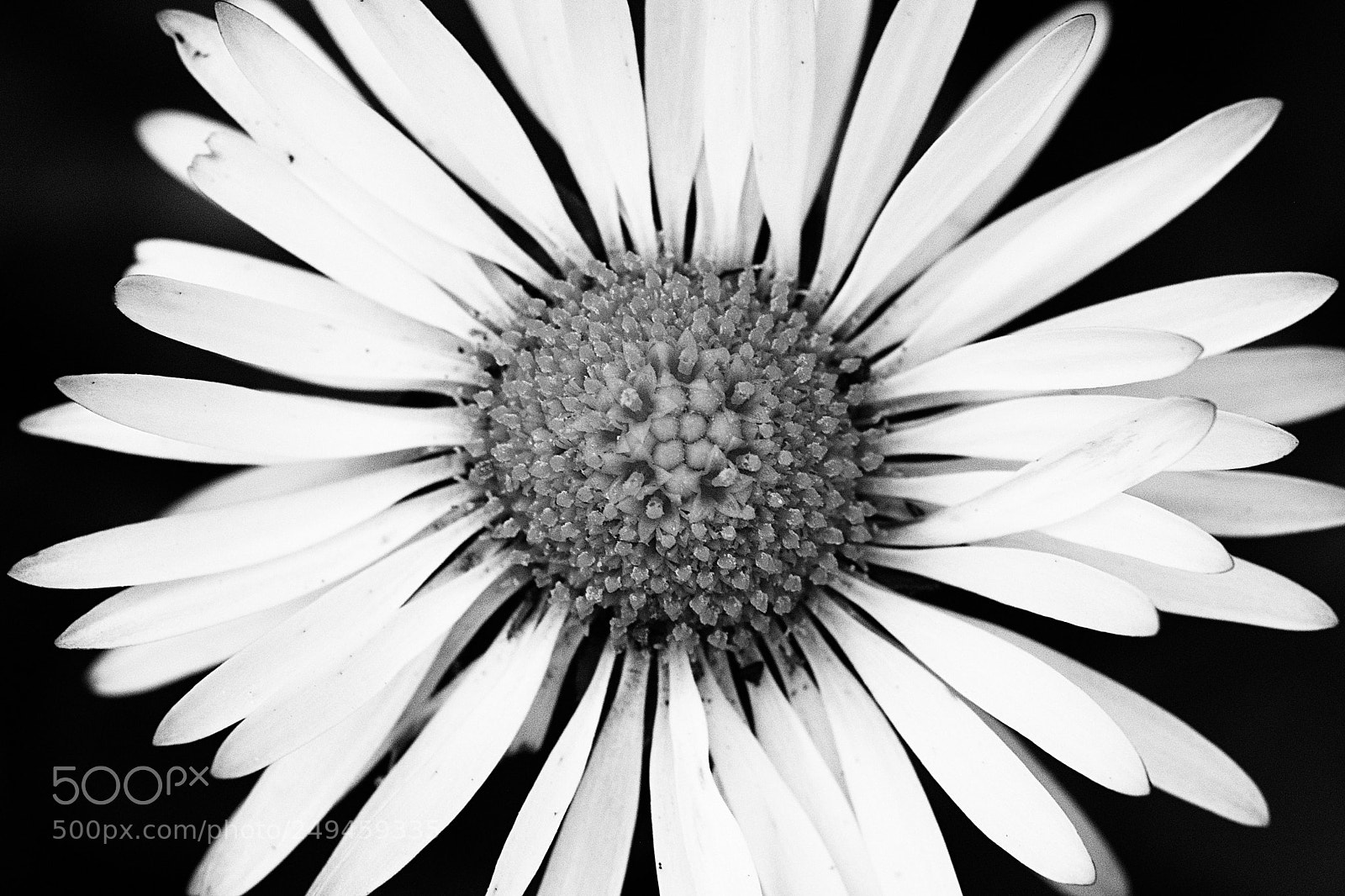 Fujifilm X-Pro2 sample photo. Spring flower photography