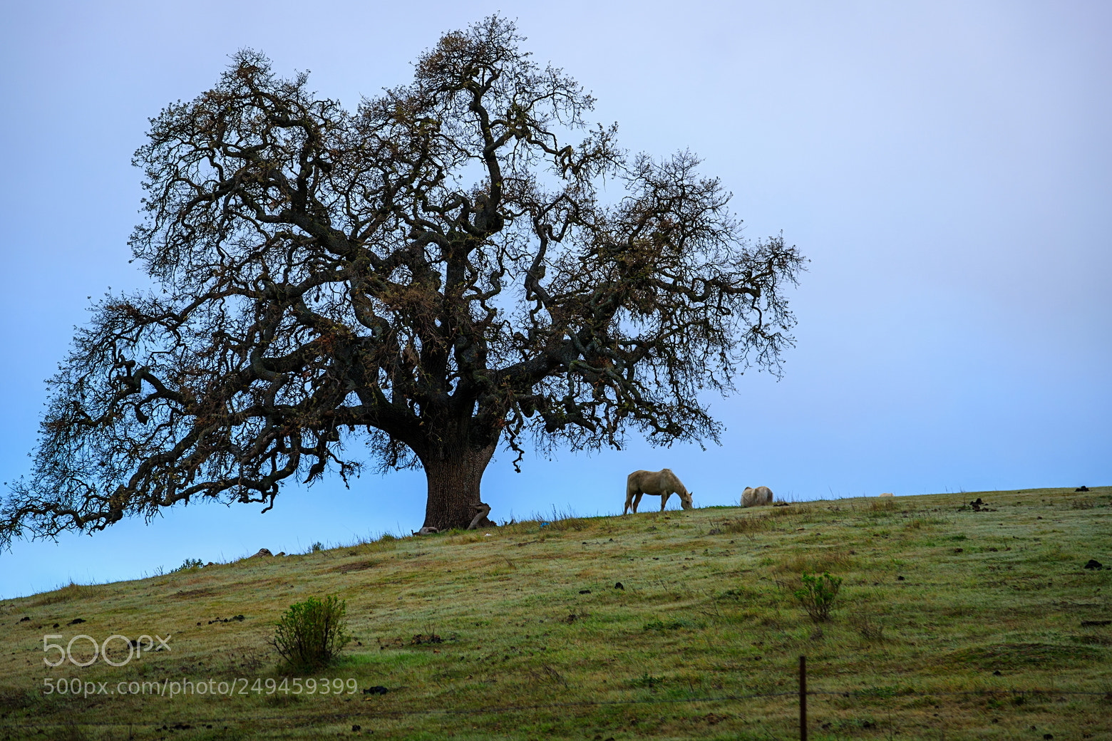 Canon EOS 6D Mark II sample photo. Resizef resize photography