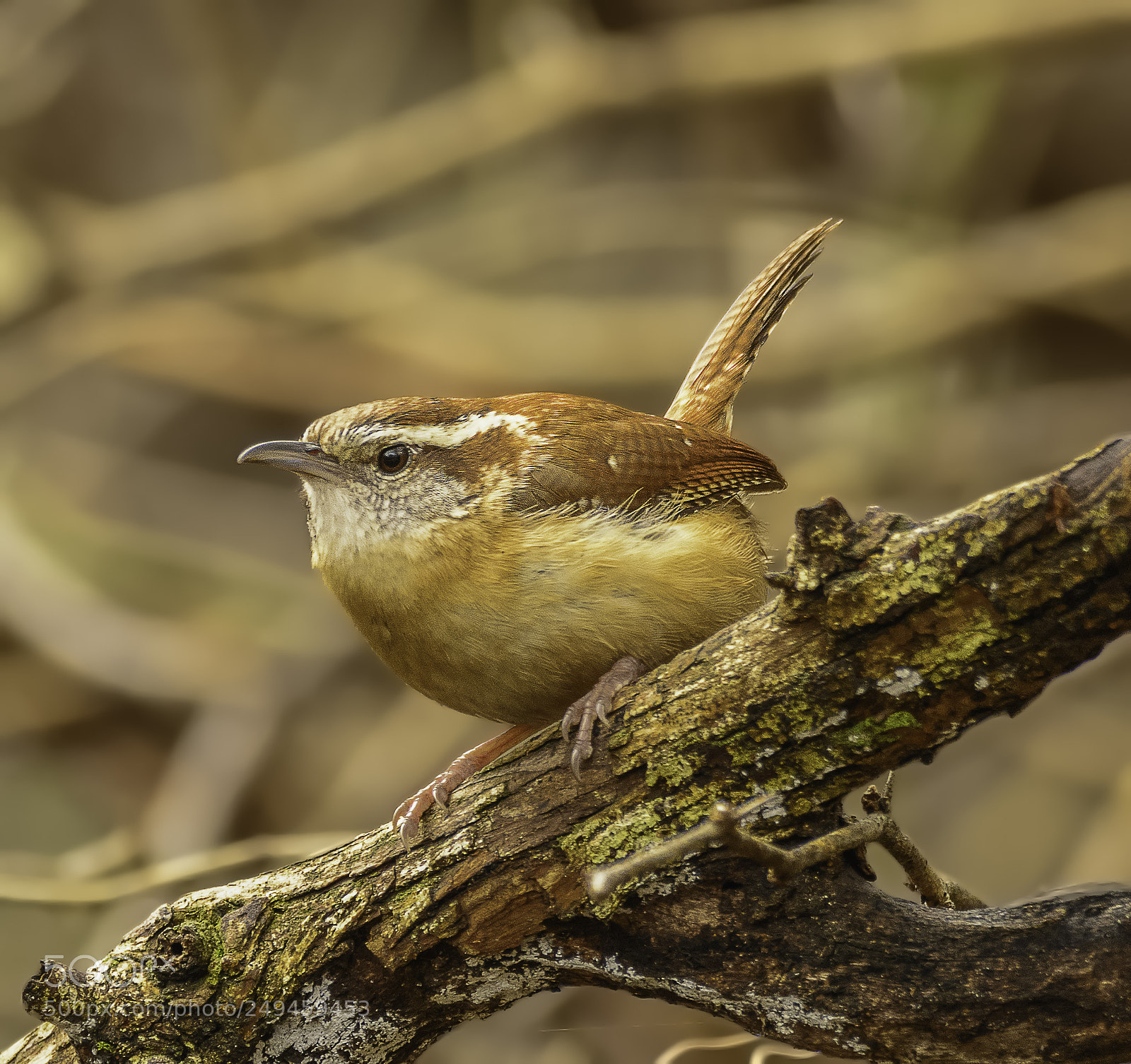 Nikon D7100 sample photo. Carolina wren photography