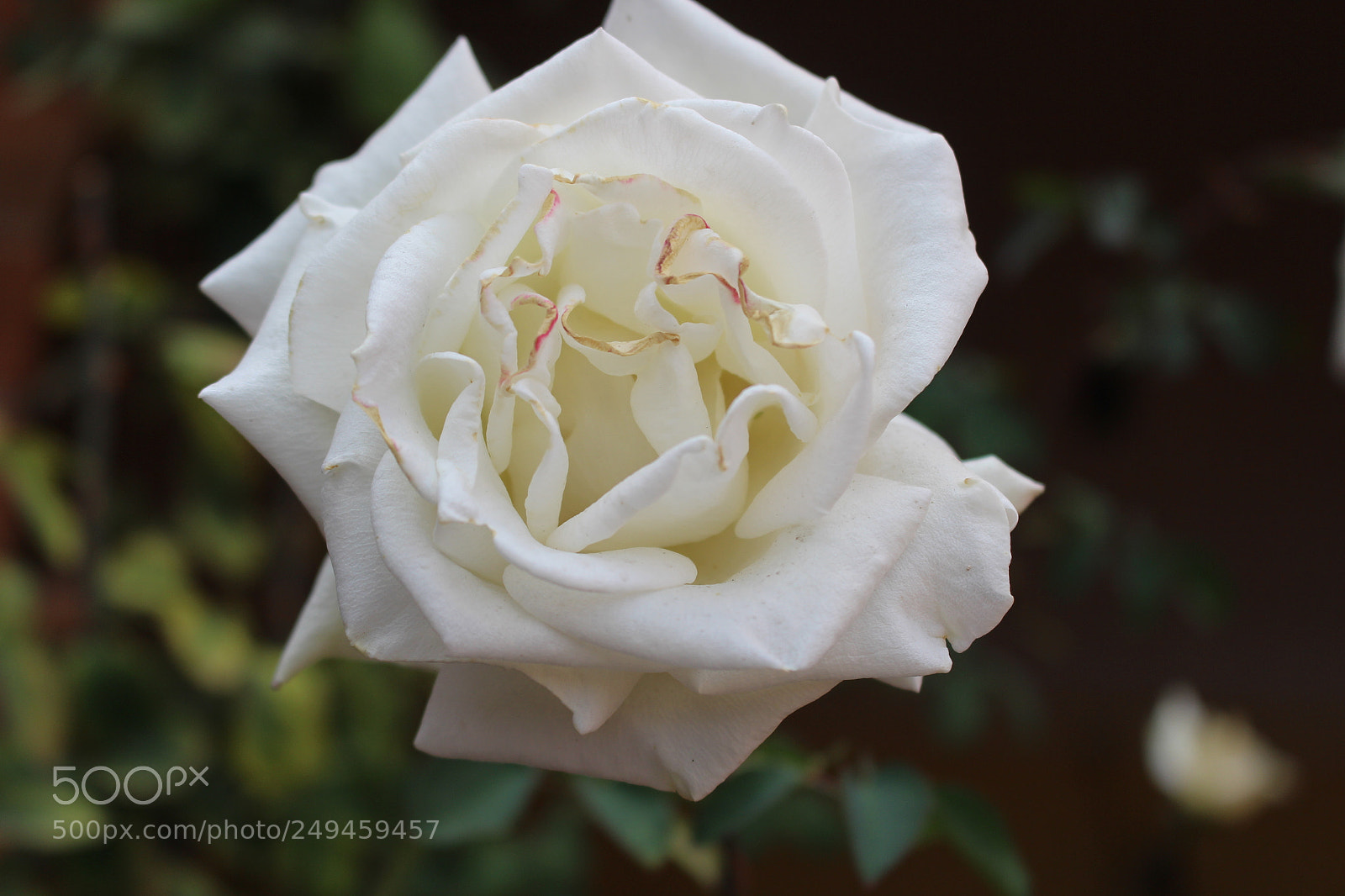 Canon EOS 700D (EOS Rebel T5i / EOS Kiss X7i) sample photo. Blanca rosa, rosa blanca photography