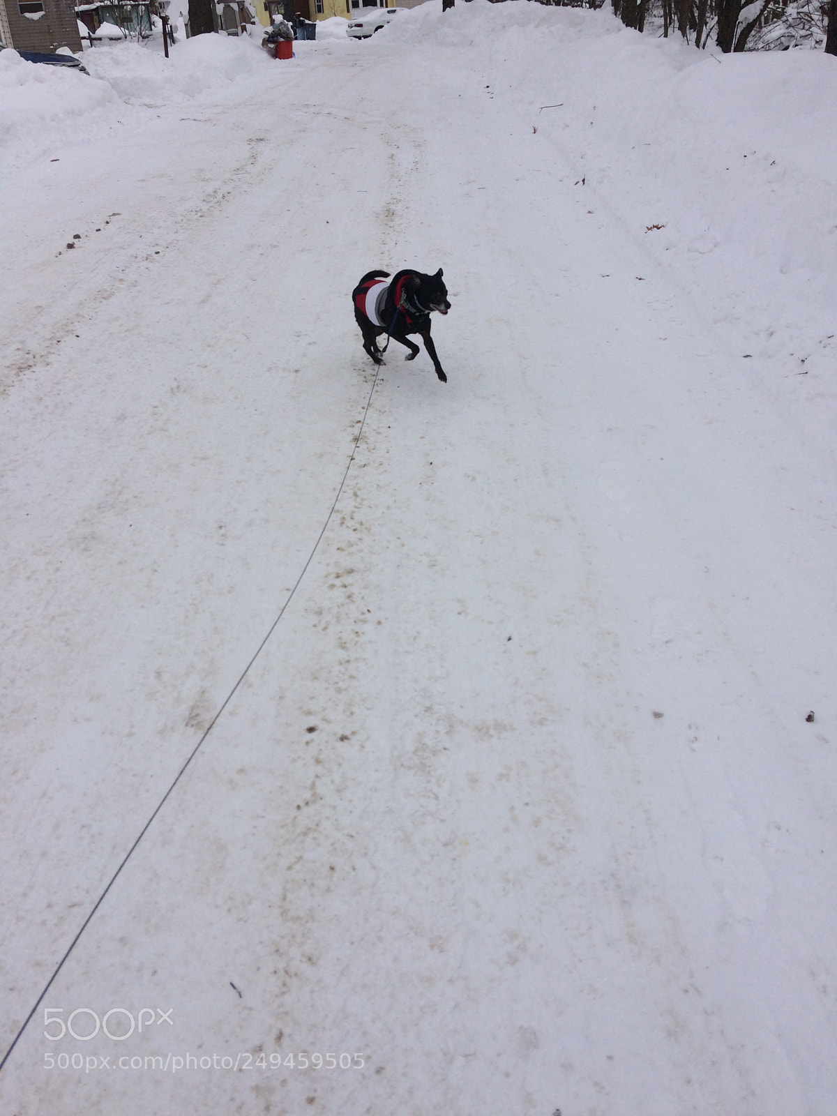 Apple iPhone 5s sample photo. Dog enjoying the snowy photography