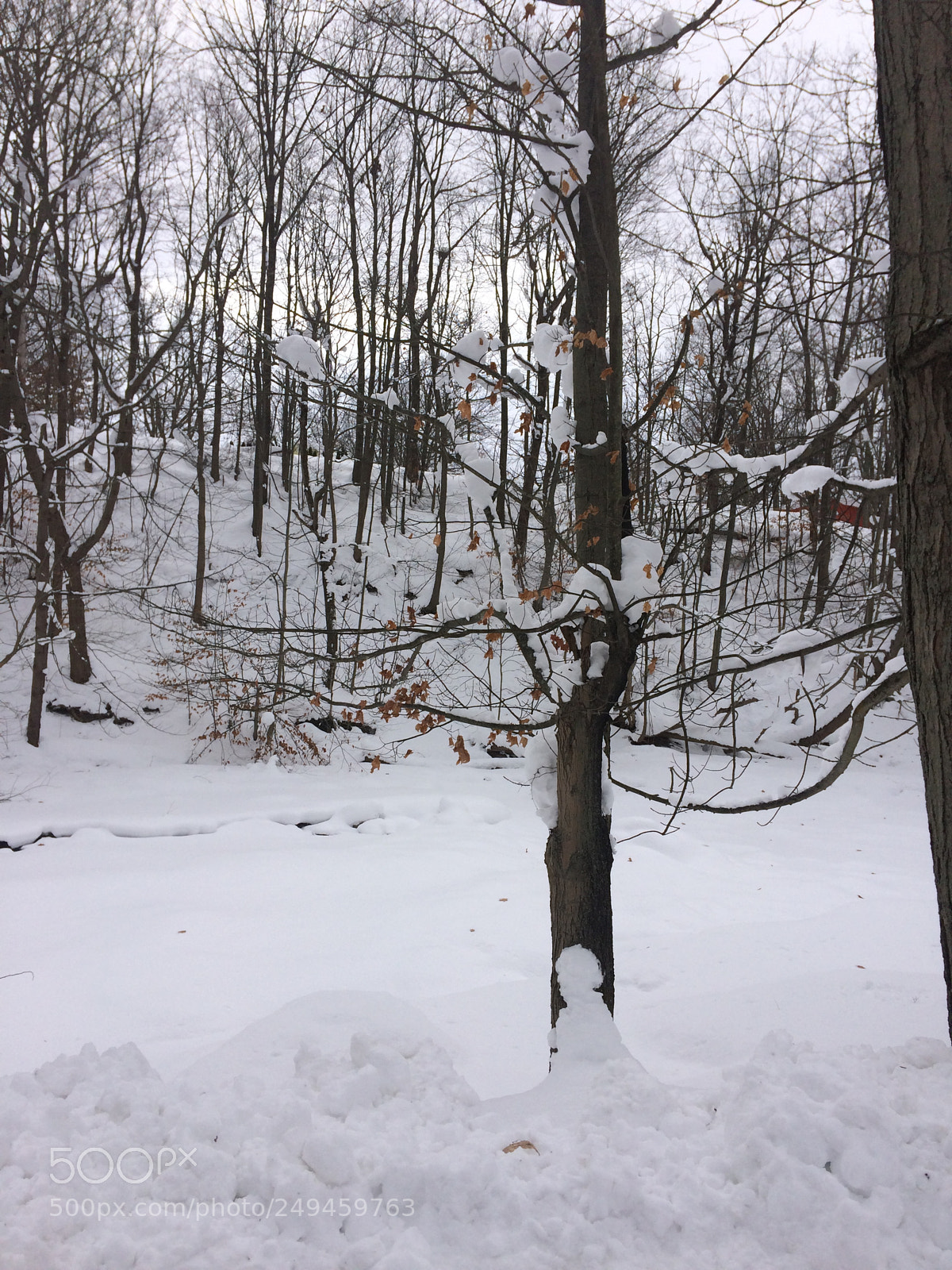 Apple iPhone 5s sample photo. Snowy winter day in photography