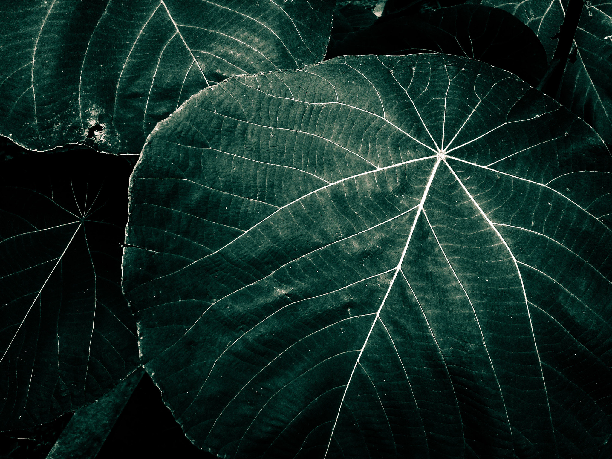 LG H502F sample photo. Leaf pattern photography