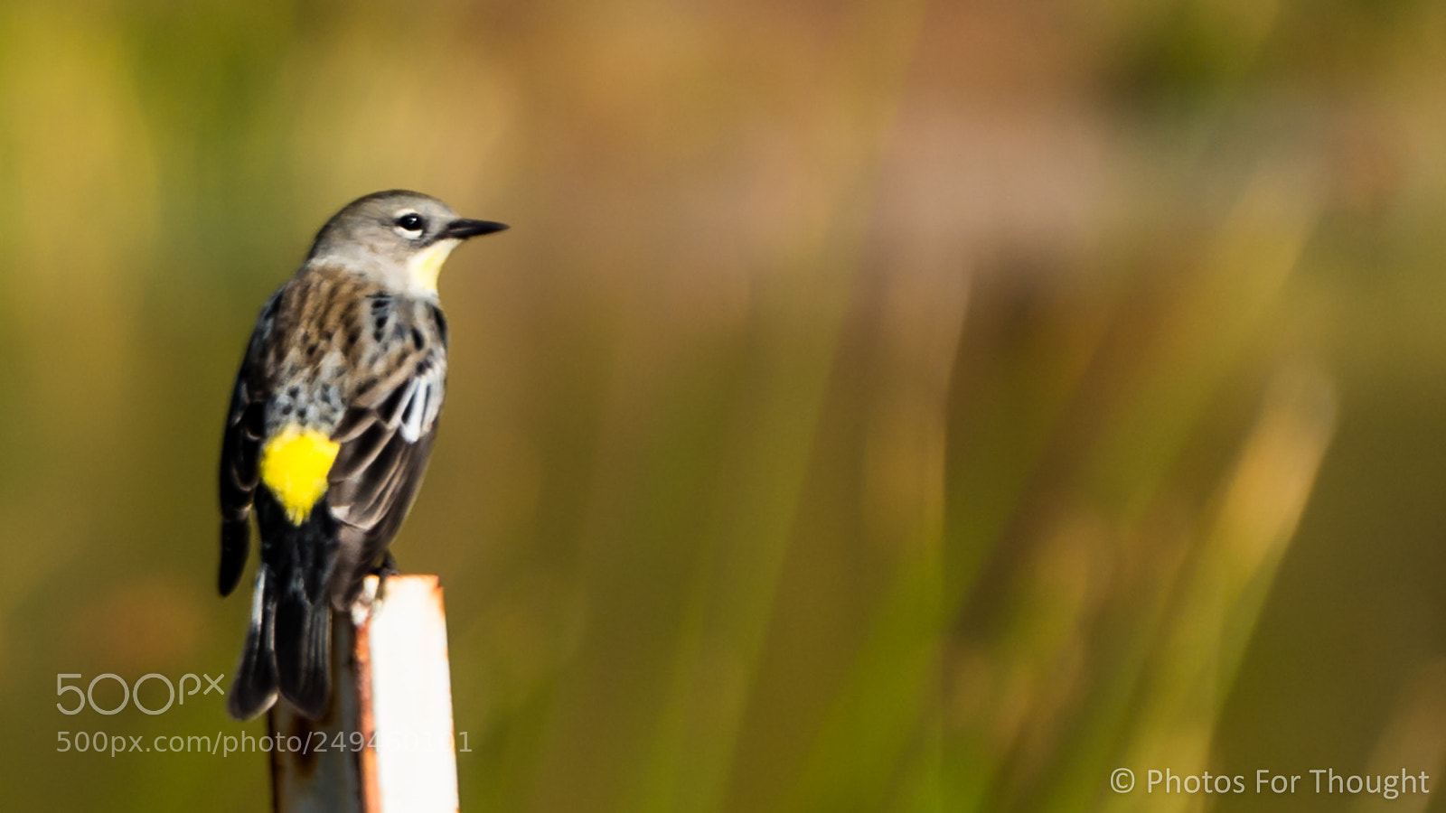 Sony Alpha NEX-5R sample photo. Tips photography