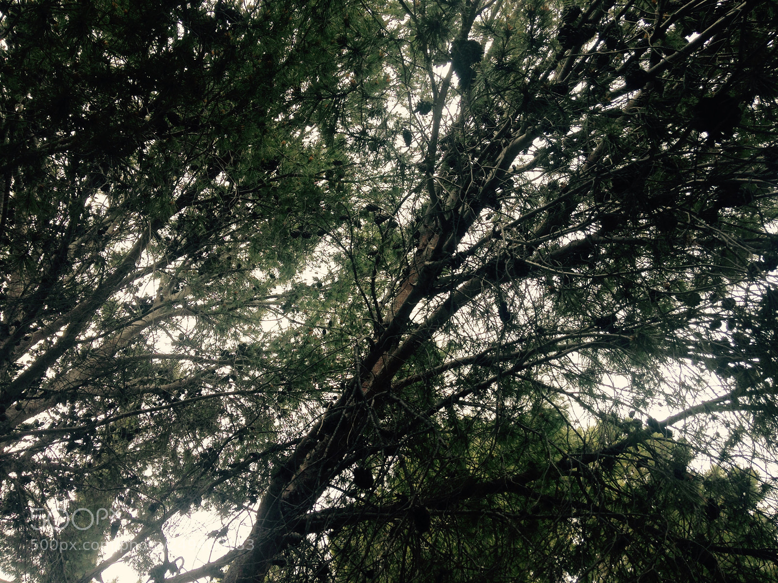 Apple iPhone 5 sample photo. ? photography
