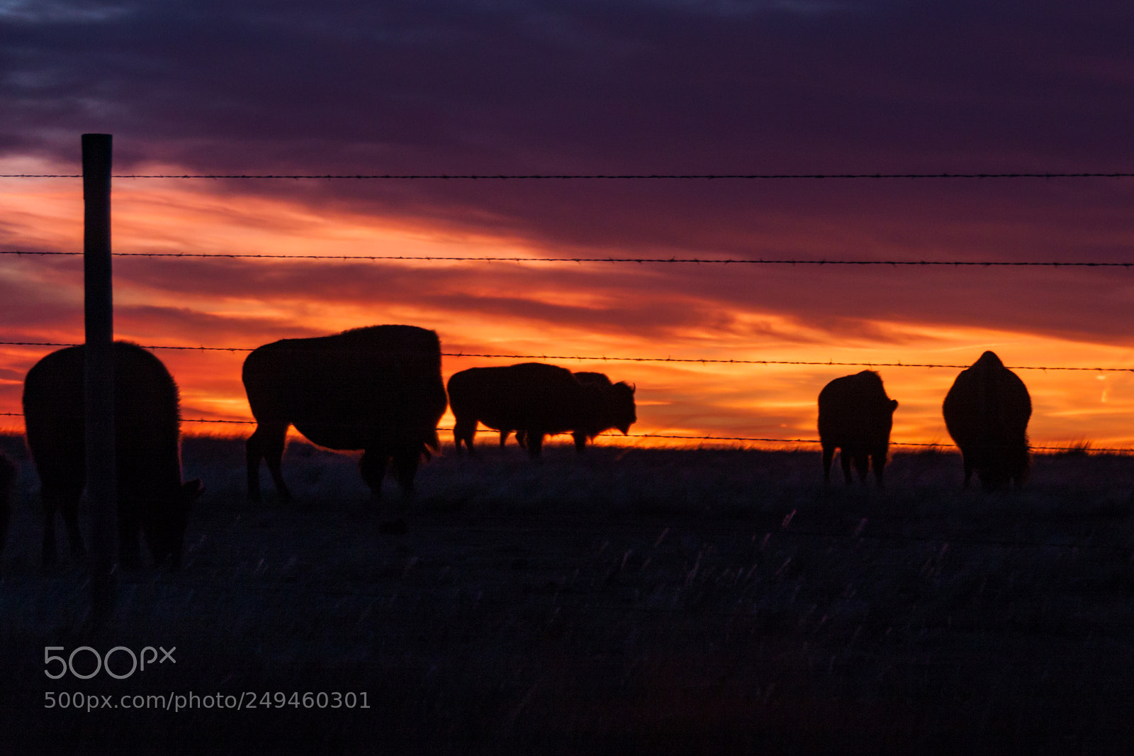 Canon EOS 50D sample photo. Bison sunset photography