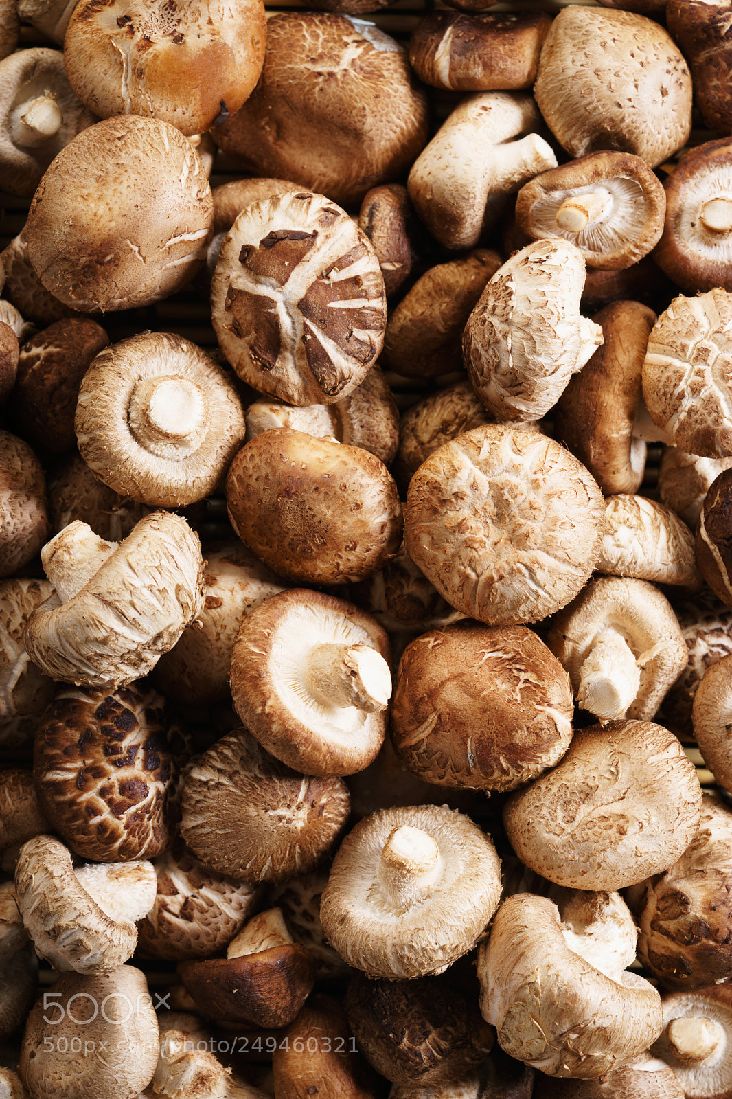 Sony a7 sample photo. Brown mushroom photography