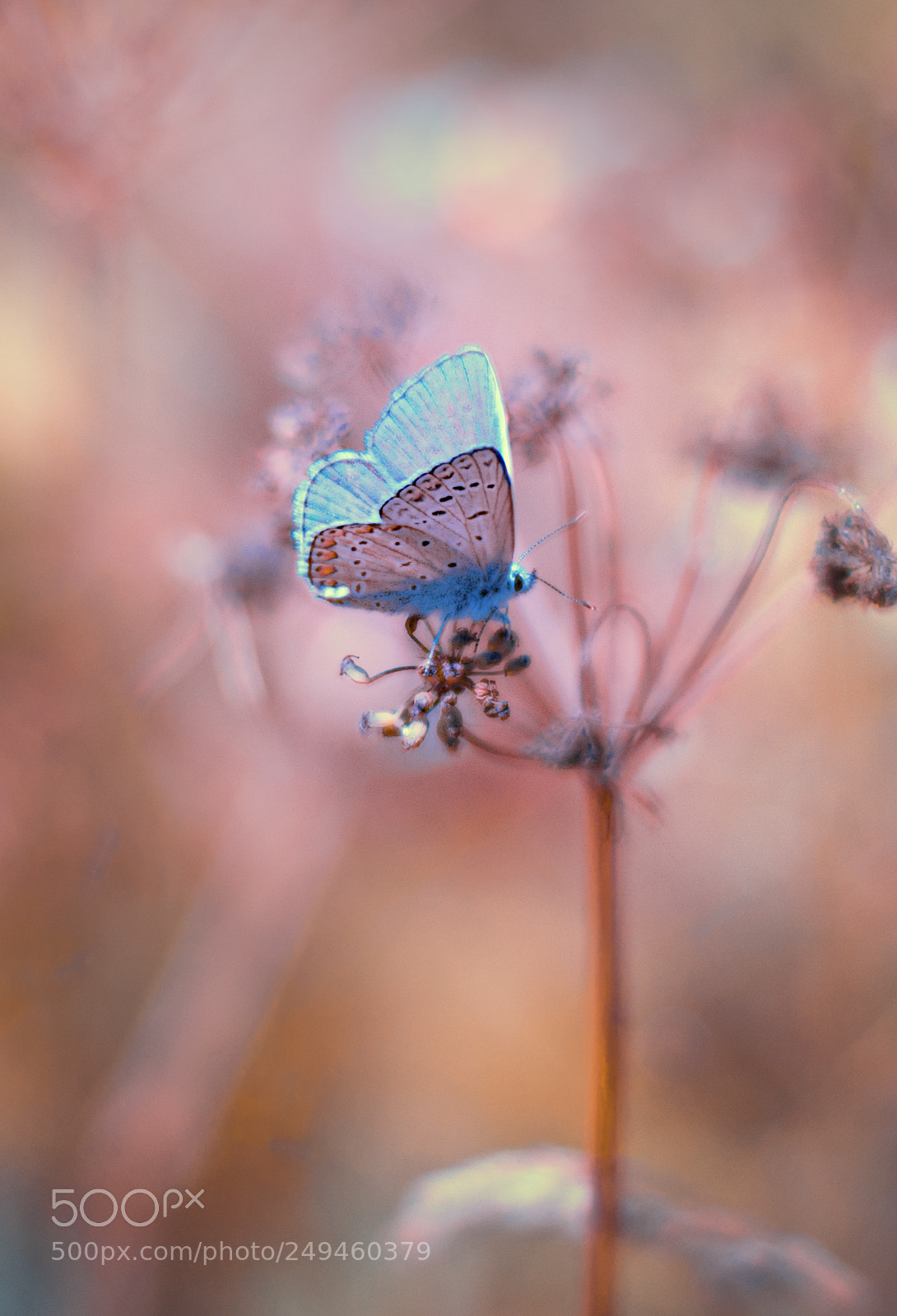 Nikon D610 sample photo. Butterfly photography