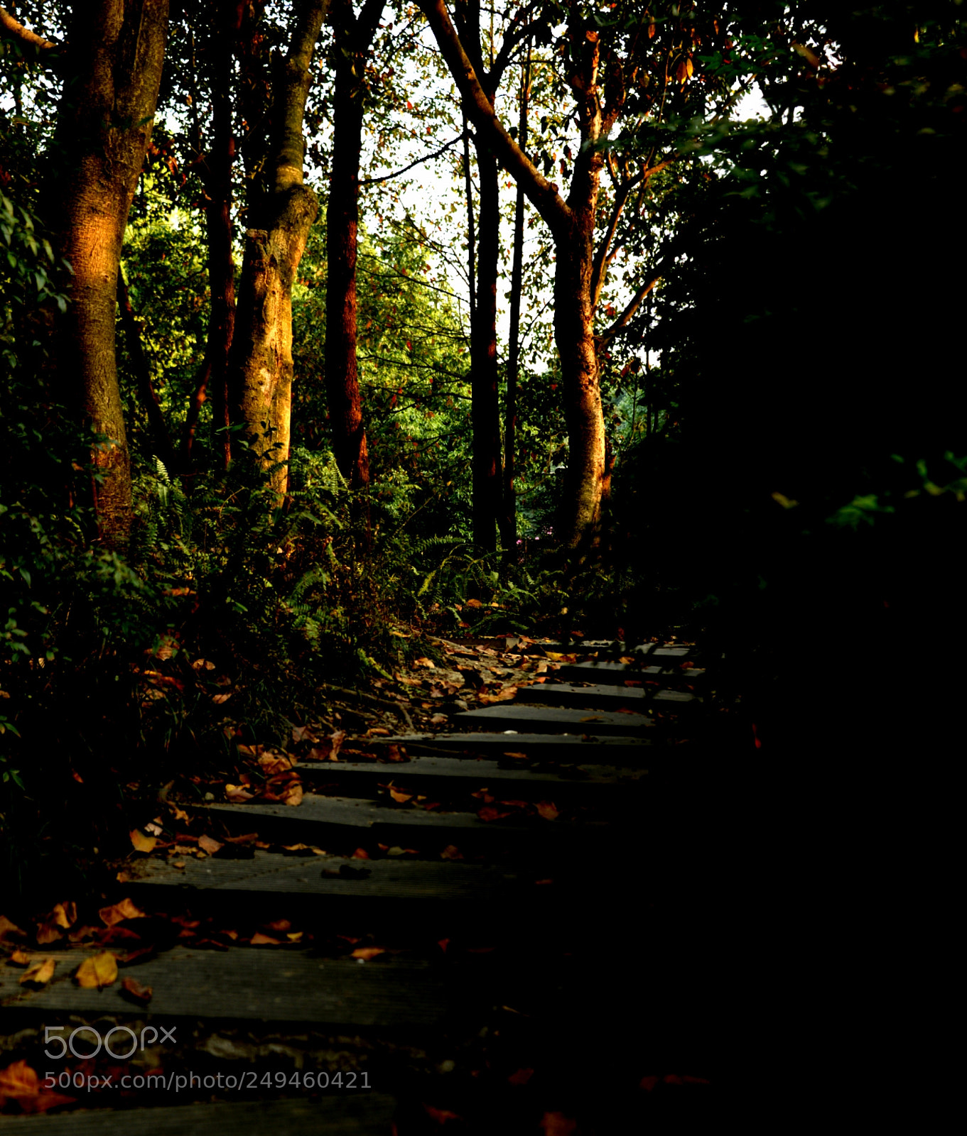 Nikon D610 sample photo. 三月黄昏 photography