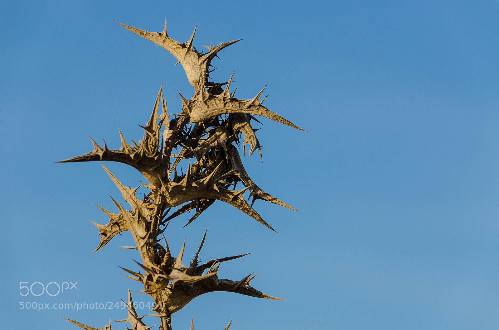 Nikon D5100 sample photo. Thorn photography