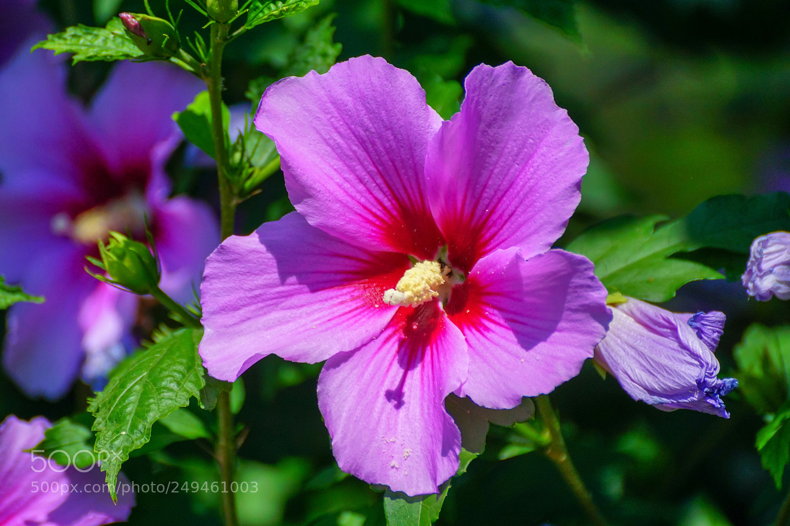 Sony ILCA-77M2 sample photo. July and hibiscus colour photography