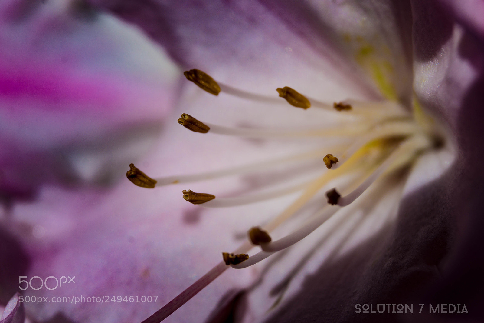 Sony a6000 sample photo. The moody flower photography